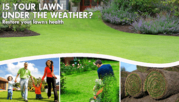 Restore your lawn's and yard's health!